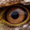eagle.eyes